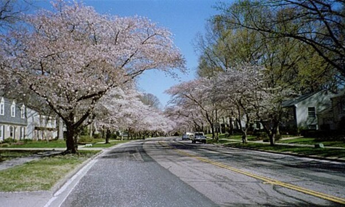 Real residential streetscape selected to represent the townhome character around Montgomery Village, Maryland